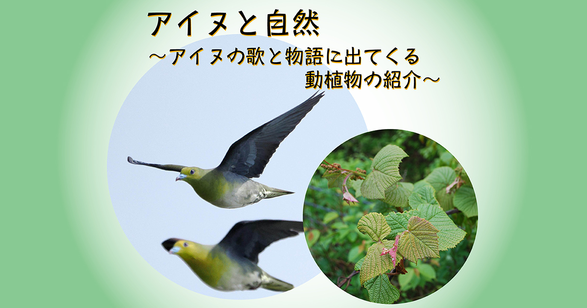 アイヌと自然〜アイヌの歌と物語に出てくる動植物の紹介〜