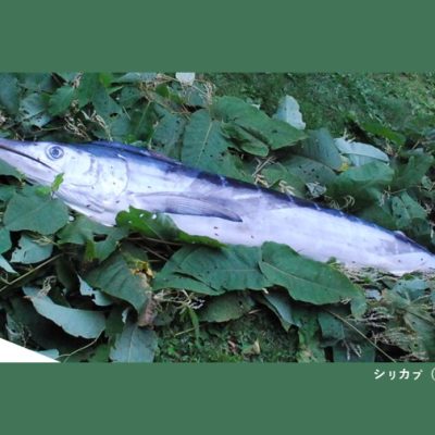 カジキ類