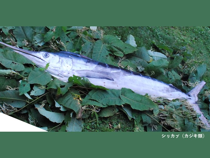カジキ類