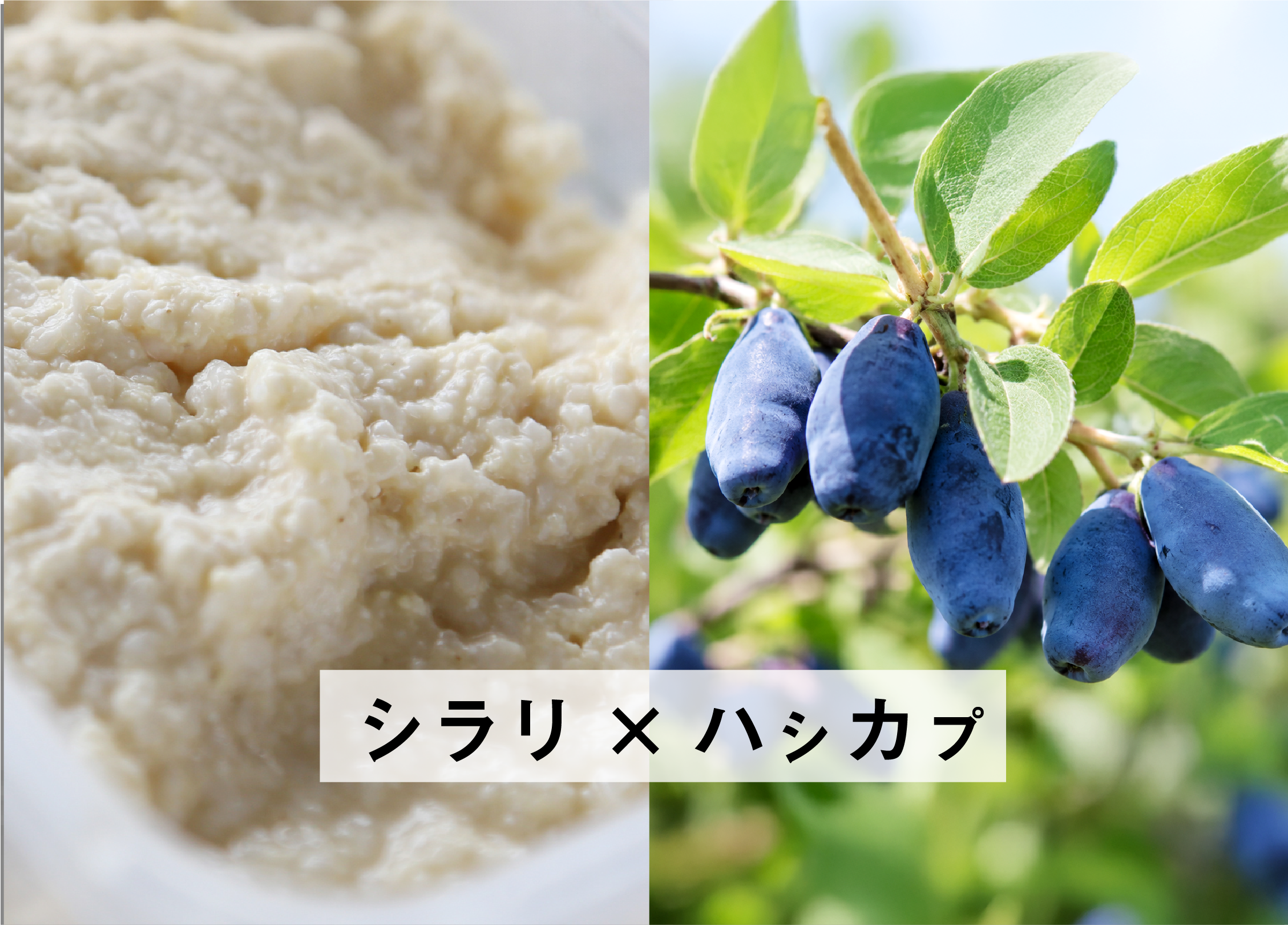 シラリ(酒粕)とハシカプ(ハスカップ)